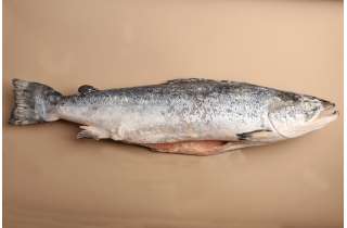 Семга замороженная, 7 кг