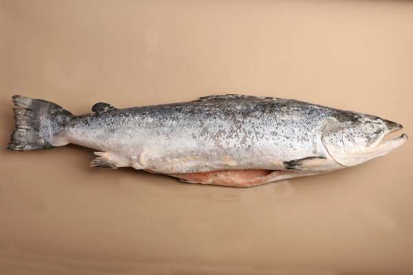Семга замороженная, 7 кг